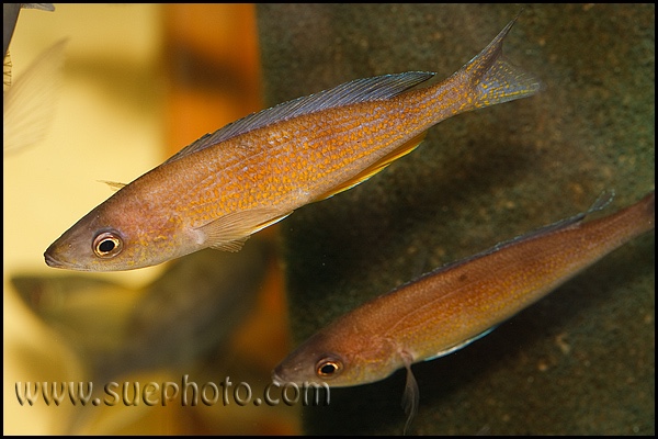 Cyprichromis pavo 'Kantalamba'